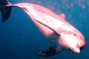 Vzácný růžový delfín byl opět vidět v oceánu Vzácný růžový delfín byl opět vidět v oceánu